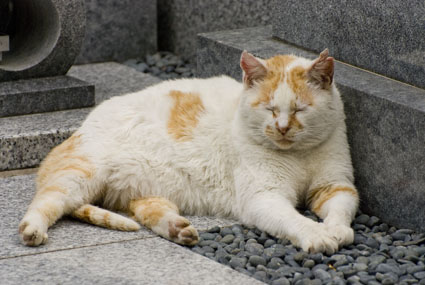 DSC_1259.jpg