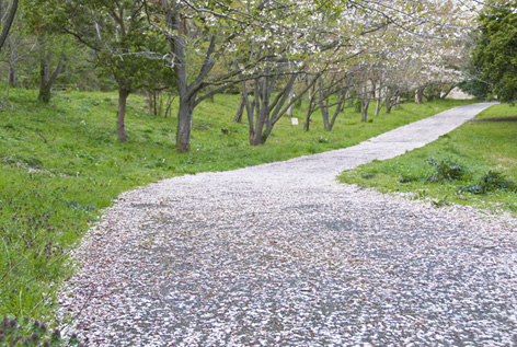 DSC_0975.jpg
