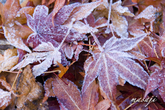 DSC_7845.jpg