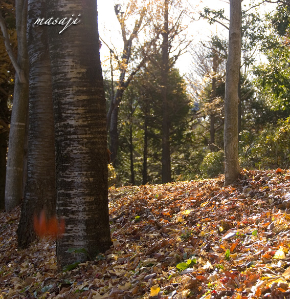 DSC_7906.jpg
