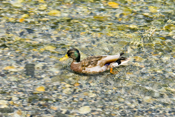DSC_4588.jpg