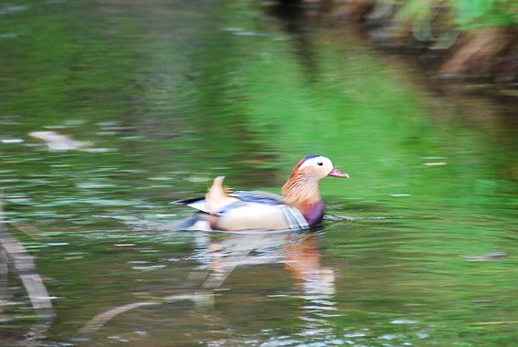 DSC_4405.jpg